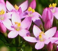 /album/ilcerchiodeifioridibach/centaury-jpg/